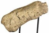 Fossil Triceratops Nasal Bone w/ Metal Stand - Montana #356901-4